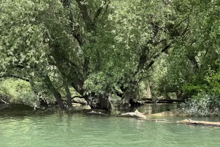 Manchmal f&uuml;hlt man sich wie am Amazonas. 