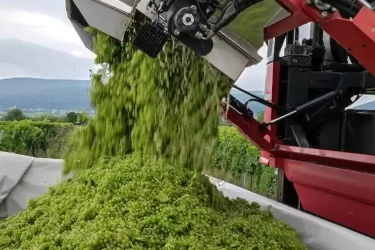 Auch bei der Winzergenossenschaft Weinbiet Manufaktur l&auml;uft am Montag die Weinlese an. 