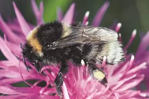 Die Grubenhummel galt als verschollen. Jetzt ist sie wieder aufgetaucht.