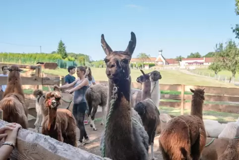 Die Pfalz-Lamas haben am Fuße der Liebfrauenberg-Klosteranlage ein neues Zuhause bezogen. 