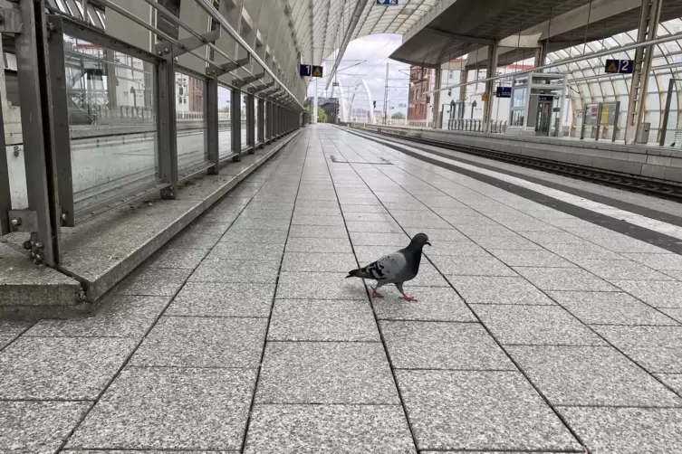 Ungebetener Gast am S-Bahnhof Ludwigshafen-Mitte: eine Taube.