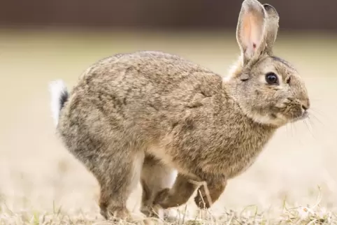 Viren haben den Wildkaninchen-Bestand dezimiert. 