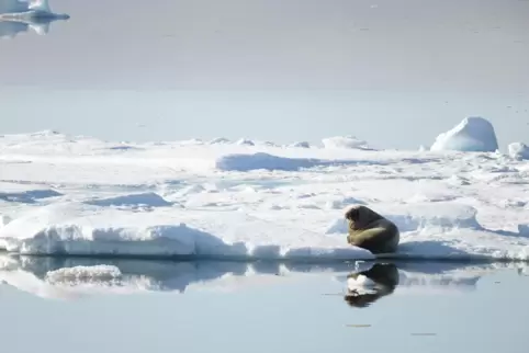 Ein Walross macht es sich in der eisigen Landschaft von Spitzbergen gemütlich. Dieses und andere Bilder aus dem kalten Norden gi