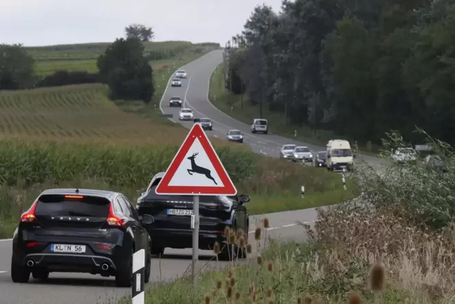 Die B38 zwischen Bad Bergzabern und Landau ist eine der am stärksten befahrenen Strecken der Region. Einen Radweg gibt es nicht. Die B38 zwischen Bad Bergzabern und Landau ist eine der am stärksten befahrenen Strecken der Region. Einen Radweg gibt es nicht.