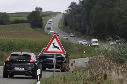 Die B38 zwischen Bad Bergzabern und Landau ist eine der am stärksten befahrenen Strecken der Region. Einen Radweg gibt es nicht.