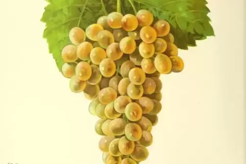 Die Traube: Picpoul blanc.