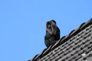 Der Affe – ein Makake – kurz nach seiner Flucht auf einem Hausdach. 
