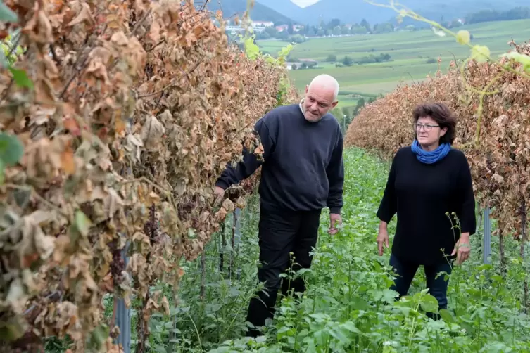 Frank und Manuela Meyer begutachten den Schaden in ihrem Weinberg, 250 Weinreben wurden mit einem Herbizid besprüht, die Blätter