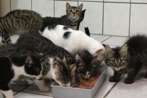 49 Babykatzen leben momentan in der Tierauffangstation. 