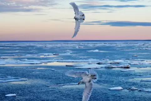 In der Arktis macht sich der Klimawandel seit längerem deutlich bemerkbar. Unser Bild zeigt die Meerenge Victoria Strait im kana