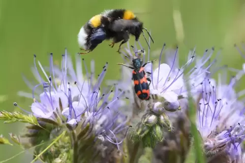Die SPD möchte in ganz Contwig Blühstreifen für Insekten anlegen. 