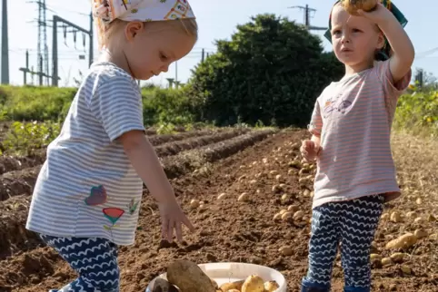 Die Zwillinge (links) Charlotte und Johanna (2 Jahre) haben Spaß bei der Kartoffelernte.