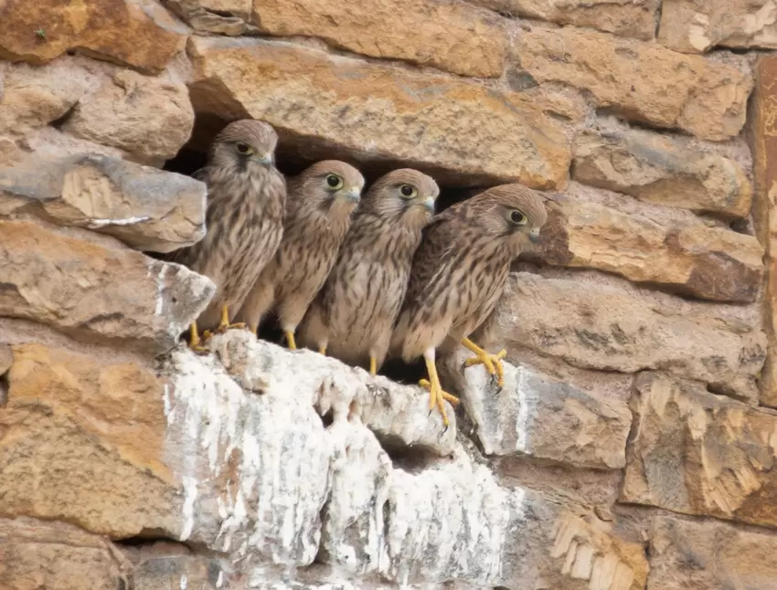 Vier Turmfalkenkinder schauen neugierig aus ihrem Nest.