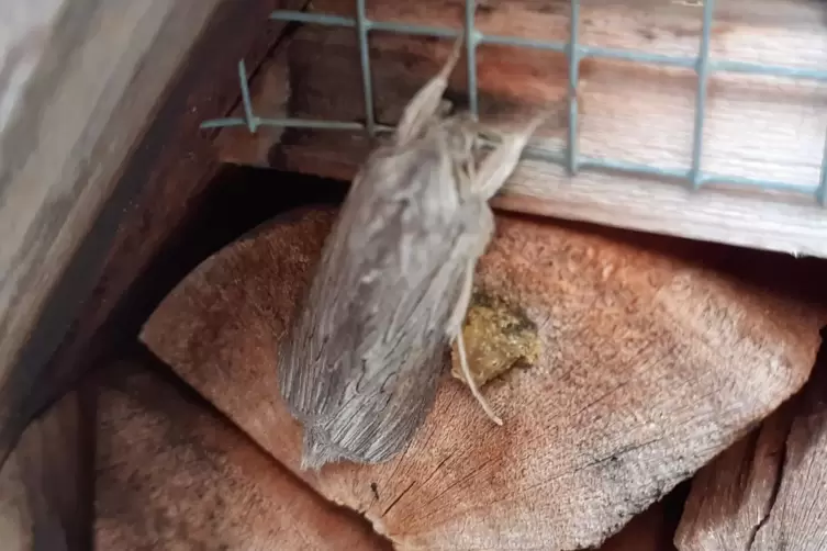 In Speyer gelandet: Schatten-M&ouml;nch am Insektenhotel.