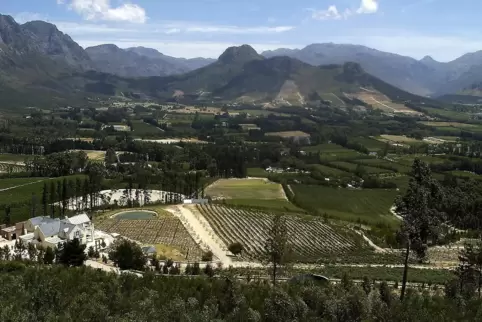 Weinbau in Südafrika, hier bei Franschhoek.