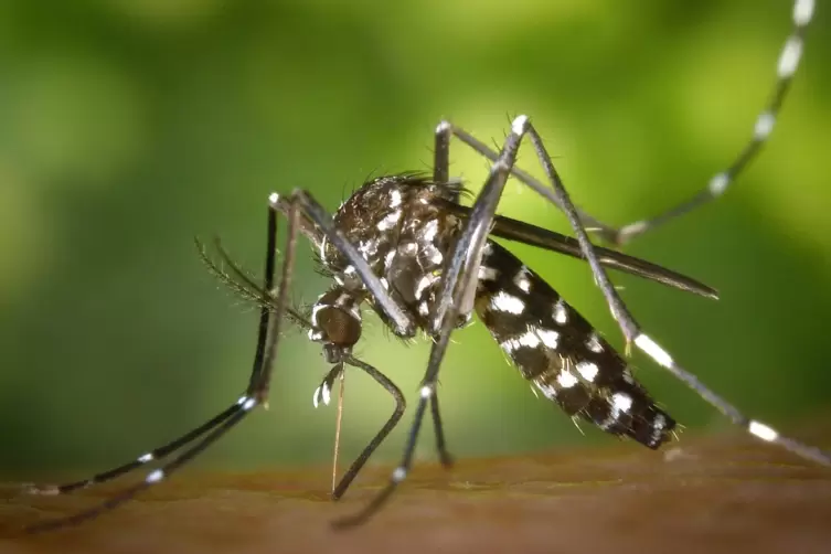 Beheimatet viele Viren: Ein Stich der Asiatischen Tigermücke kann schlimme Folgen haben. 