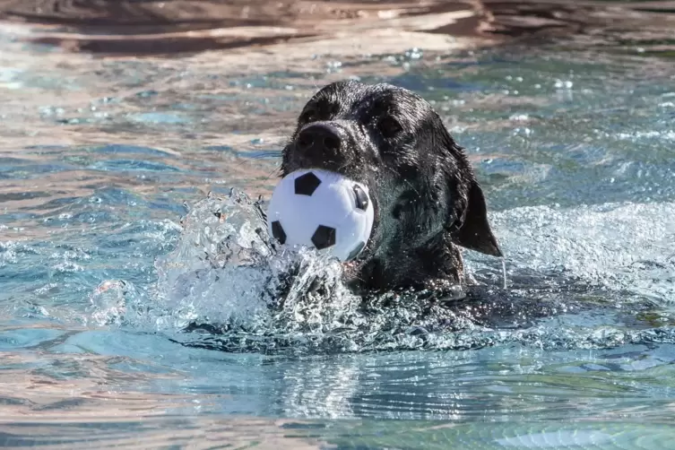 Schwimmen macht Spaß: Mocca schnappt sich seinen Ball aus dem Wasser. 