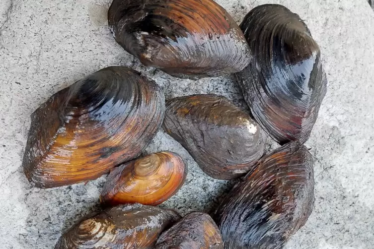B&uuml;rger fischten diese Muscheln aus dem Teich.