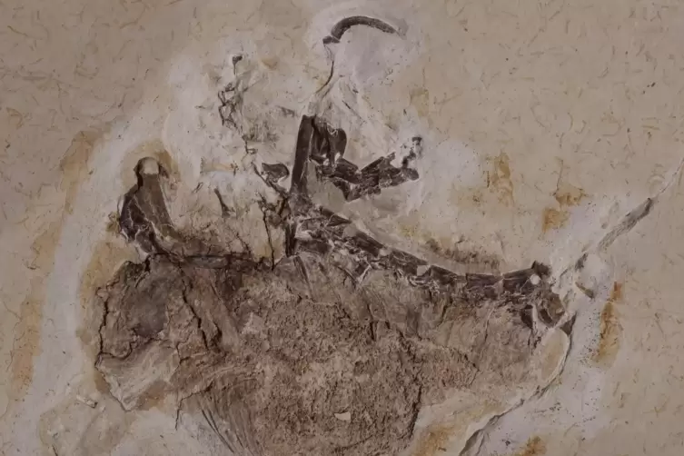 Platte des Fossils Ubirajara jubatus. Seit Jahrzehnten befindet sich das Fossil des Sauriers Ubirajara im Naturkundemuseum in Ka