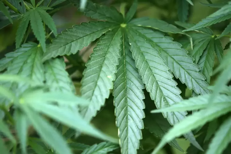 Bei einer Routinekontrolle fand die Polizei zehn Kilogramm Marihuana.