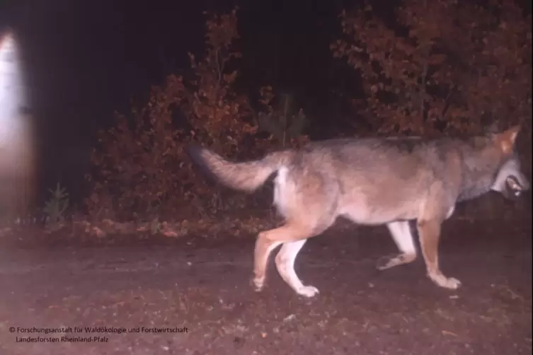 Ein Wolf auf Wanderschaft im März 2021 im Pfälzerwald. 