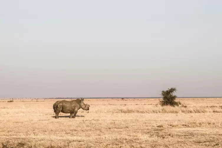 Hornlos, aber vor dem Tod durch Wilderer geschützt: ein Nashorn auf der Buffalo-Dream-Farm.