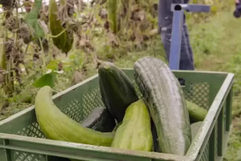 Die Luffa-Gurke gehört zu den Kürbisgewächsen 