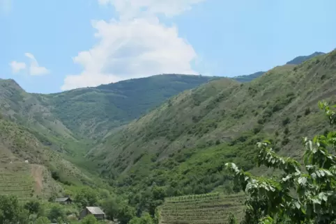 Vorbild bei der Naturwein-Produktion ist unter Georgien. Unser Bild zeigt Weinbau in der georgischen Region Kartlien. 