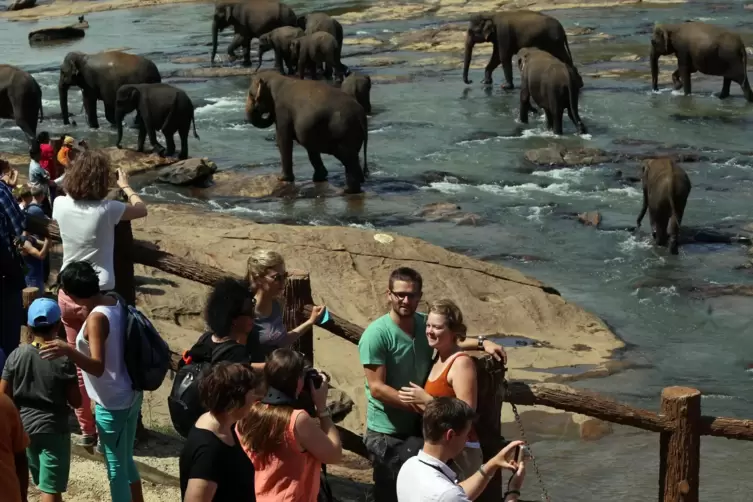 Touristen fotografieren sich mit Elefanten in einem Elefantenwaisenhaus. 