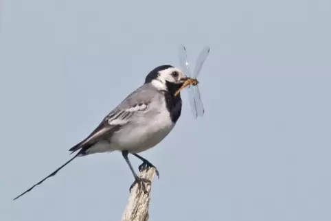 Die Bachstelze hat eine Libelle geschnappt. Fehlen die Insekten, sucht sie sich eine andere Heimat. 