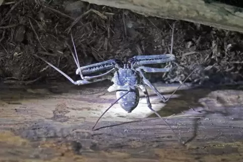 Eine Geißelspinne. 