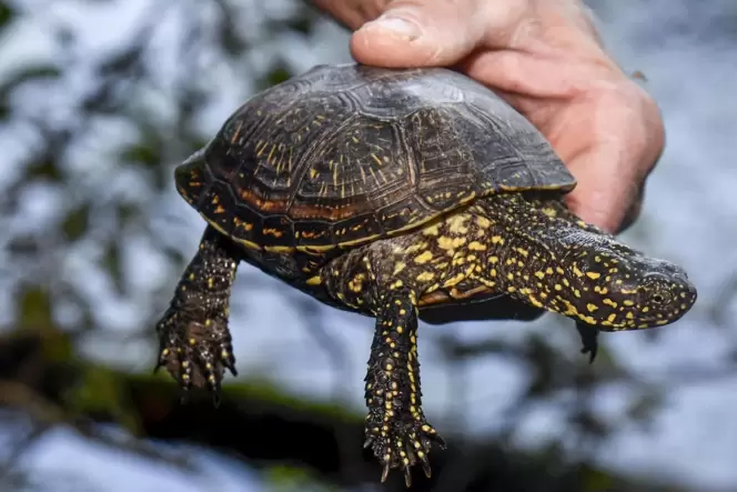 Die Europäische Sumpfschildkröte fühlt sich am Silbersee in Bobenheim-Roxheim wohl. Die Europäische Sumpfschildkröte fühlt sich am Silbersee in Bobenheim-Roxheim wohl.