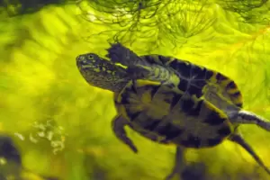 Das Sea Life in Speyer züchtet Europäische Sumpfschildkröten, um sie nach wenigen Jahren auszuwildern. 