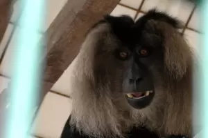 Die Affenkollegen erwarten den entlaufenen Makaken noch am Donnerstag im Tierpark. 