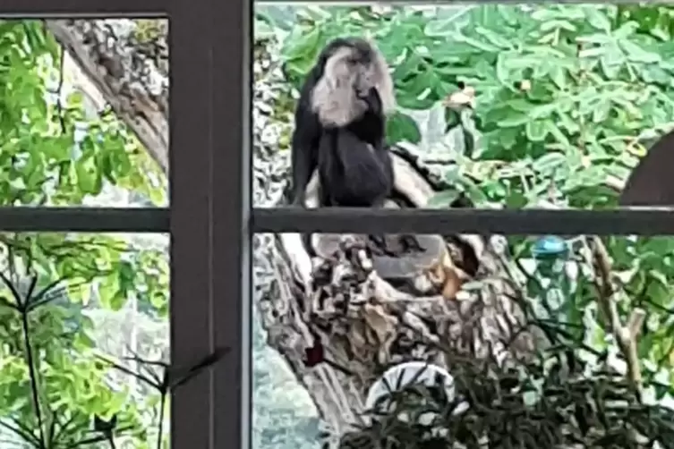 Udo auf einem Baum im Garten bei Familie Schulz. 
