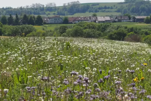 Solche Blühwiesen wie hier bei Battweiler sollen beispielsweise Insekten anziehen, die dort Nahrung finden.
