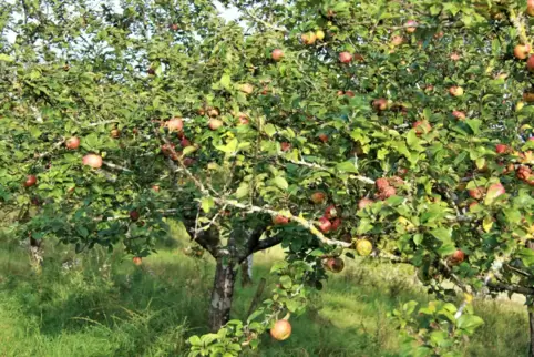 Die Bäume hängen voller Äpfel, aber der Fäulnisbefall ist nicht zu übersehen.