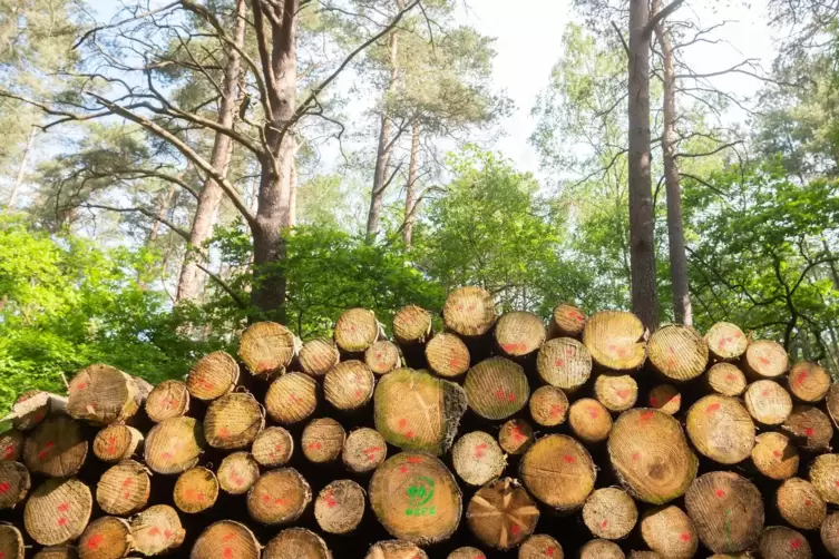 Neue Absatzmärkte für Holz könnten China und die USA werden.