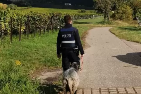 Warum das Schaf ausgebüxt ist, weiß niemand.