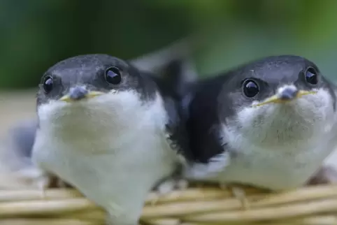 So putzig: Junge Schwalben im Nest. 