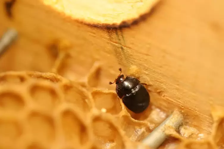  Ein kleiner Beutenk&auml;fer krabbelt &uuml;ber die Waben eines Bienenstocks. Der Sch&auml;dling legt seine Eier in den Ritzen des Bienenstock