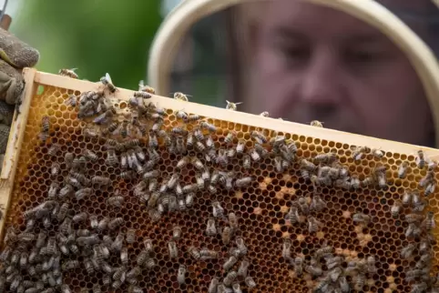 Deutschlands Imker haben in diesem Jahr deutlich weniger Honig eingeholt als in den Vorjahren.