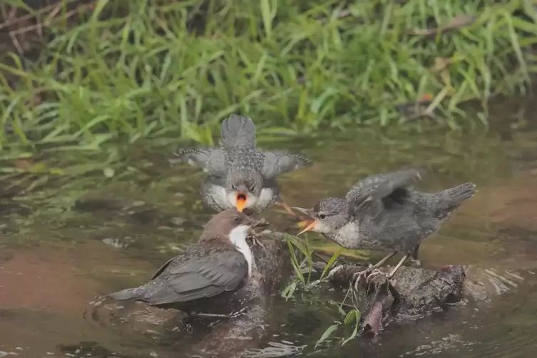 Auch die Brut wird &ndash; nat&uuml;rlich &ndash; am und im Wasser mit Fliegenlarven gef&uuml;ttert. 
