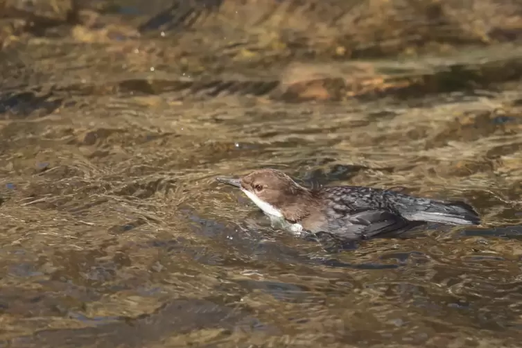 Im Wasser ist der Vogel gut getarnt. 
