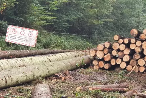 Holz ist ein gefragter Wertstoff. Der Forstzweckverband Holzland, der 2019 gestartet ist, um die Wertschöpfung in der Region zu 
