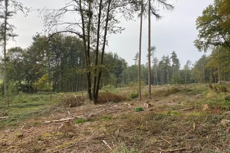 Hier soll der Familienwald entstehen.