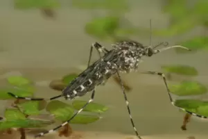 Hohe Artenvielfalt an Stechmücken in der Region: Das Foto zeigt ein Weibchen der Ringelschnake (Culiseta annulata) auf der Wasse