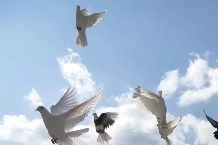 Weiße Tauben gelten als Friedenssymbol. 