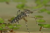 Hohe Artenvielfalt an Stechmücken in der Region: Das Foto zeigt ein Weibchen der Ringelschnake (Culiseta annulata) auf der Wasse