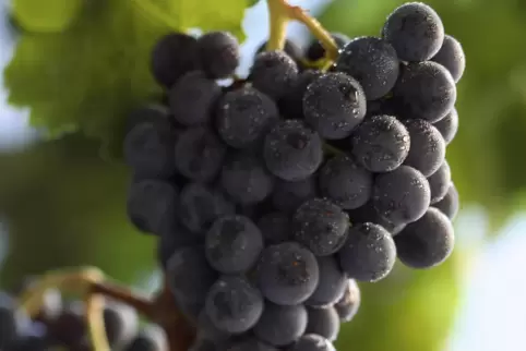 merlot